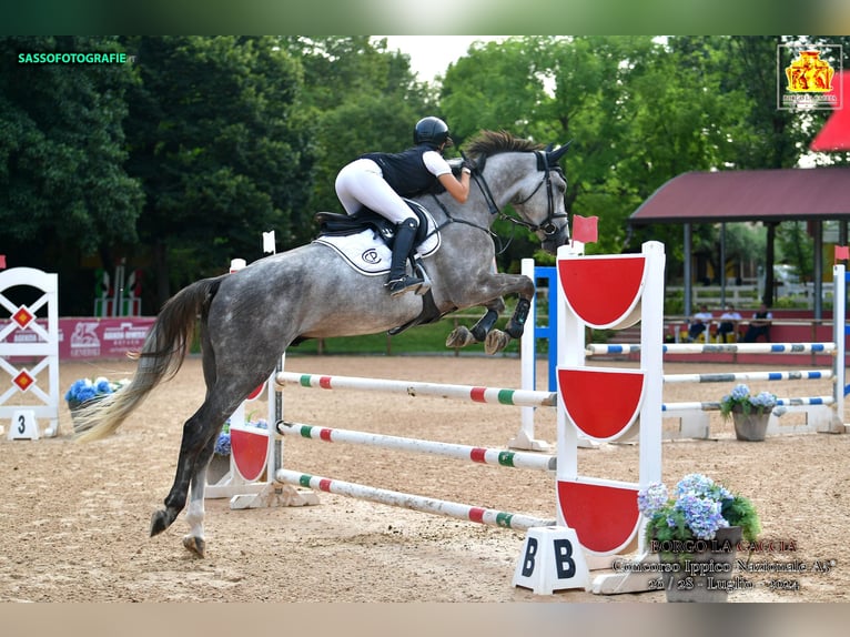 Zangersheider Gelding 5 years Gray in S Gravenwezel