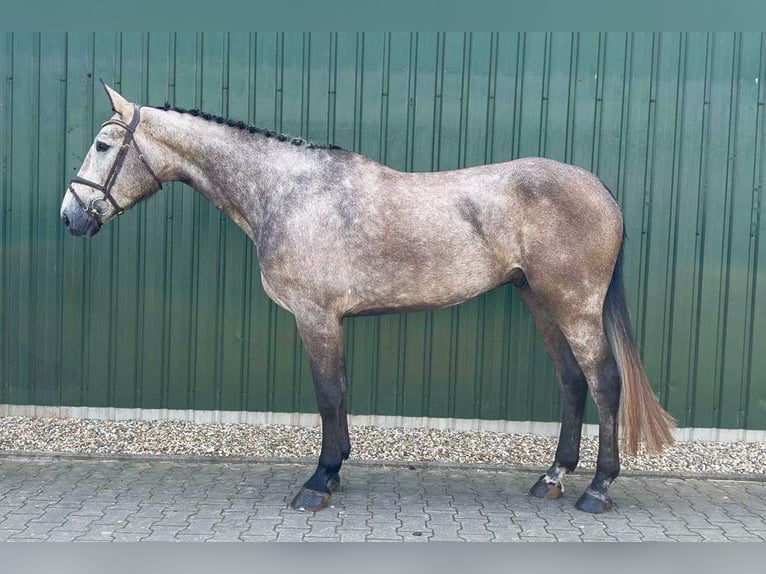 Zangersheider Gelding 5 years Grey in Tönisvorst