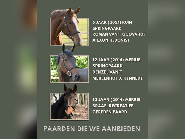 Zangersheider Gelding 5 years  in Helchteren