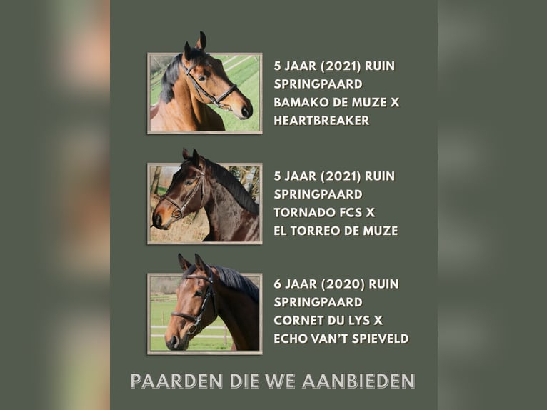 Zangersheider Gelding 5 years  in Helchteren