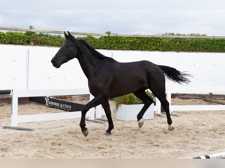 Zangersheider Gelding 5 years Smoky-Black in Waddinxveen