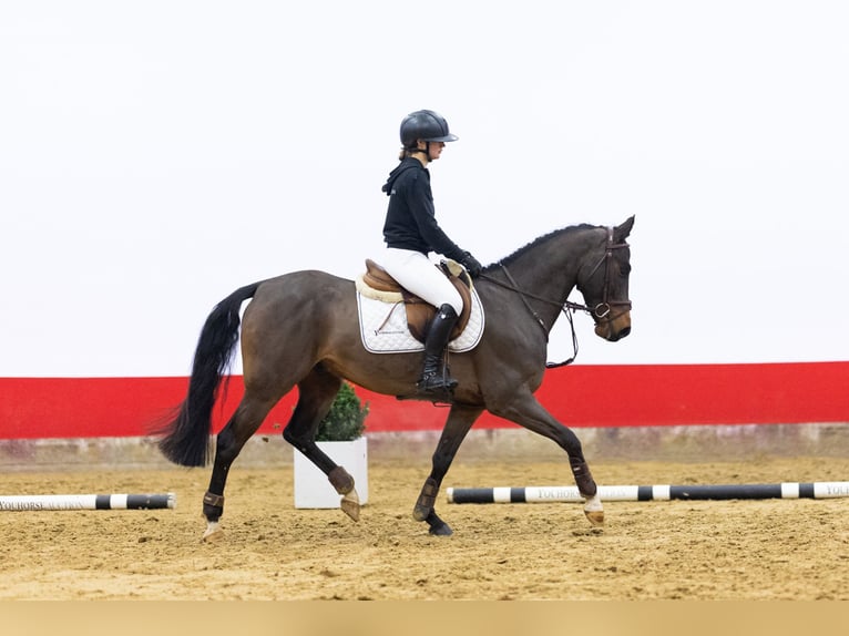 Zangersheider Gelding 6 years 14,2 hh Bay-Dark in Waddinxveen