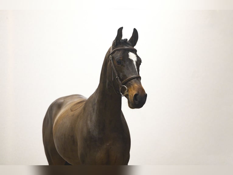 Zangersheider Gelding 6 years 14,2 hh Bay-Dark in Waddinxveen
