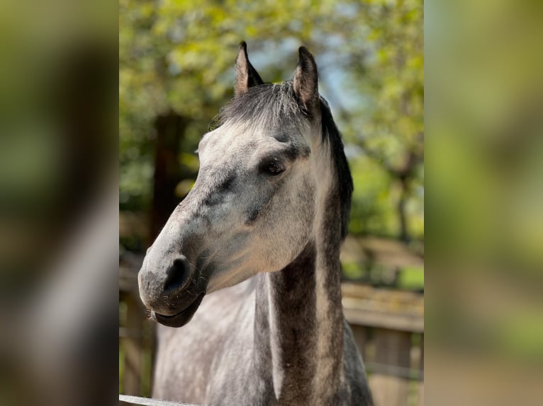 Zangersheider Gelding 6 years 15,3 hh Grey in Würzburg