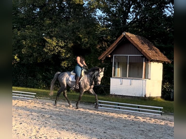 Zangersheider Gelding 6 years 15,3 hh Grey in Würzburg