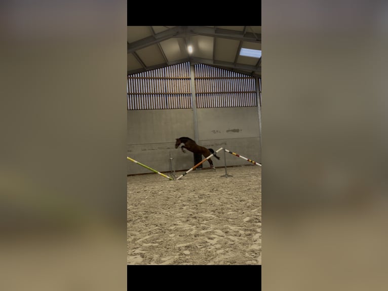 Zangersheider Gelding 6 years 15,2 hh Brown in Geraardsbergen