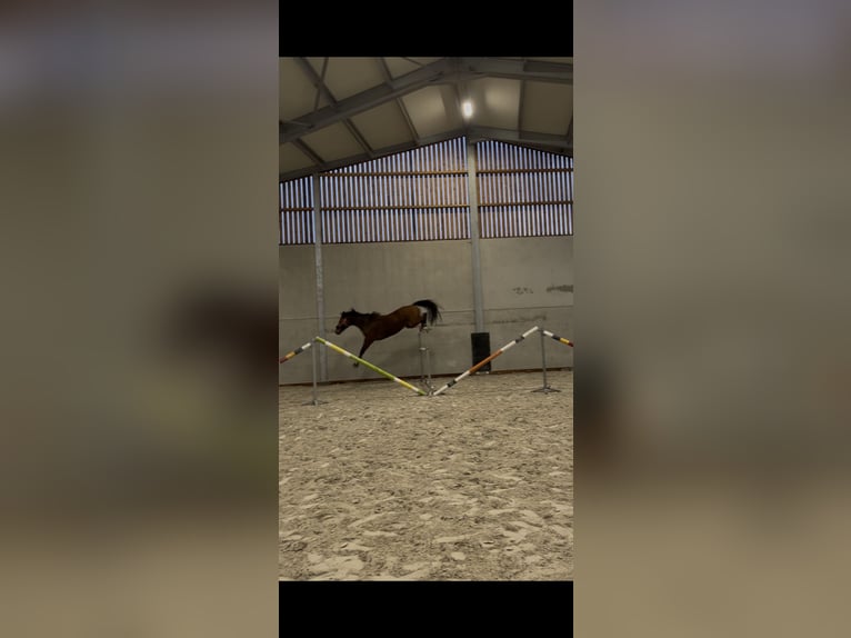 Zangersheider Gelding 6 years 15,2 hh Brown in Geraardsbergen