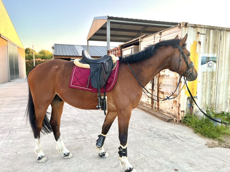 Zangersheider Gelding 6 years 15,2 hh Brown in Geraardsbergen