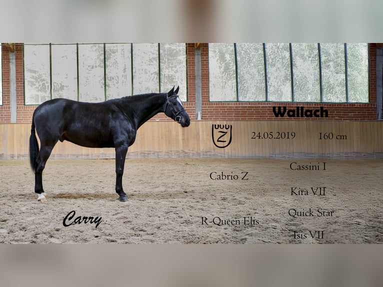 Zangersheider Gelding 6 years 15,2 hh Smoky-Black in Ankum
