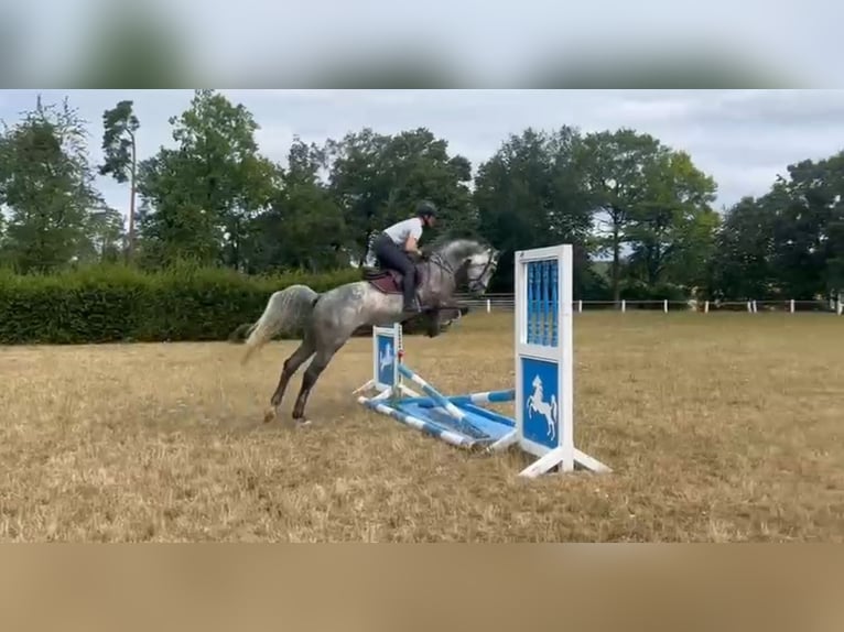 Zangersheider Gelding 6 years 15,3 hh Grey in W&#xFC;rzburg