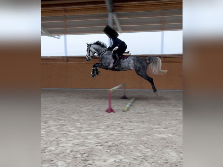 Zangersheider Gelding 6 years 15,3 hh Grey in W&#xFC;rzburg