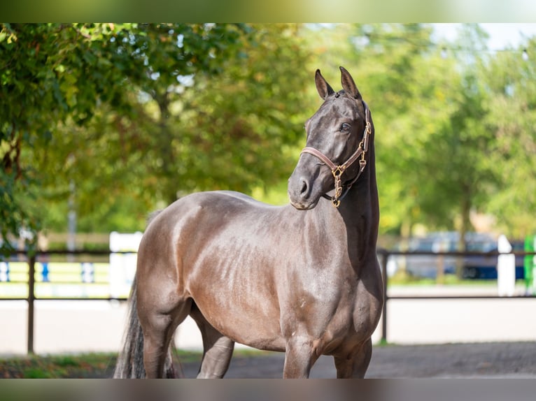 Zangersheider Gelding 6 years 16.1 hh Black in Kaulille