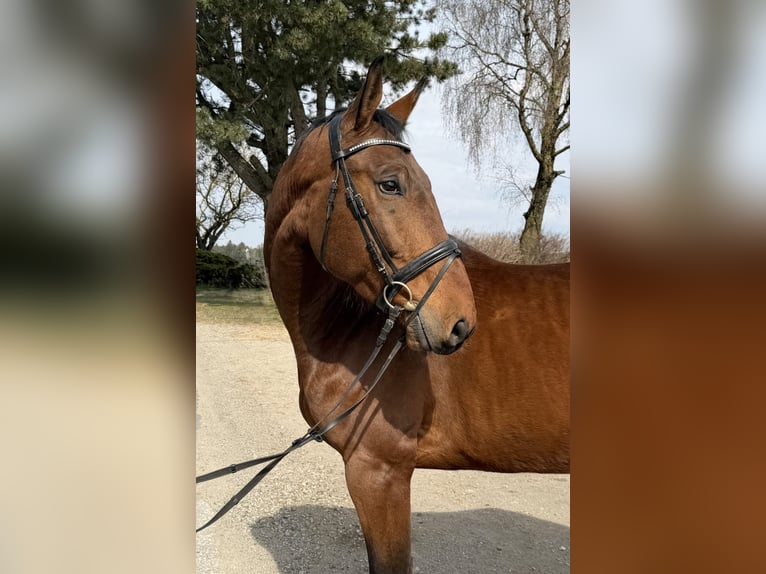 Zangersheider Gelding 6 years 16.1 hh Brown in Pelmberg
