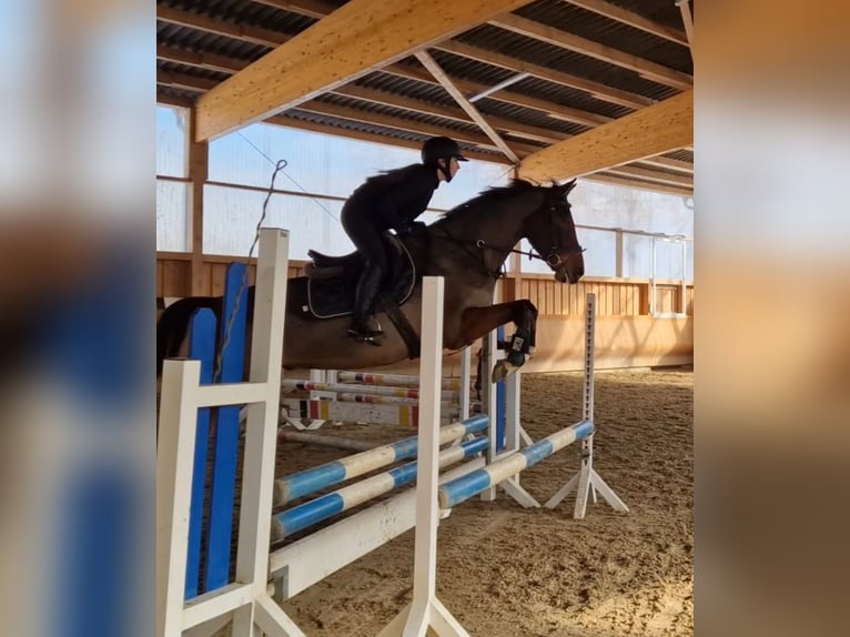 Zangersheider Gelding 6 years 16.1 hh Brown in Bergen (Dumme) Bergen