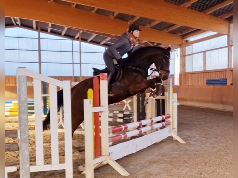 Zangersheider Gelding 6 years 16.1 hh Brown in Bergen (Dumme) Bergen