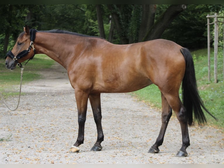 Zangersheider Gelding 6 years 16,1 hh Brown in Darmstadt