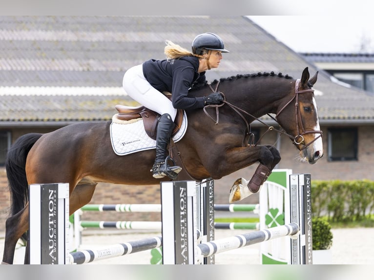 Zangersheider Gelding 6 years 16.1 hh Brown in Waddinxveen