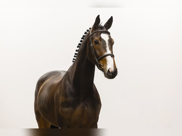 Zangersheider Gelding 6 years 16.1 hh Brown in Waddinxveen