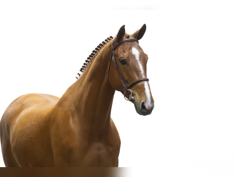 Zangersheider Gelding 6 years 16.1 hh Chestnut-Red in Waddinxveen