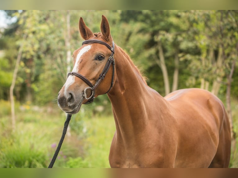 Zangersheider Gelding 6 years 16,1 hh Chestnut-Red in Zosinki