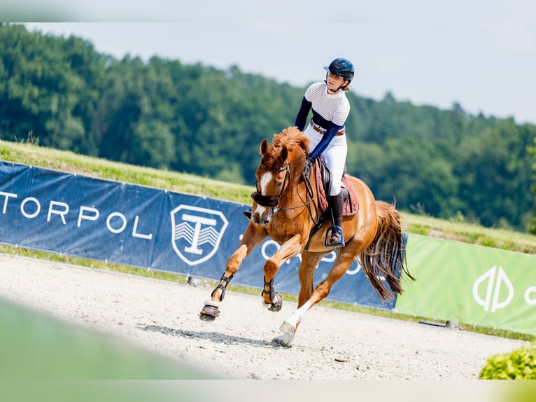 Zangersheider Gelding 6 years 16,1 hh Chestnut-Red in Zosinki