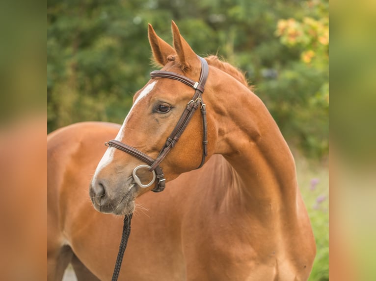 Zangersheider Gelding 6 years 16,1 hh Chestnut-Red in Zosinki