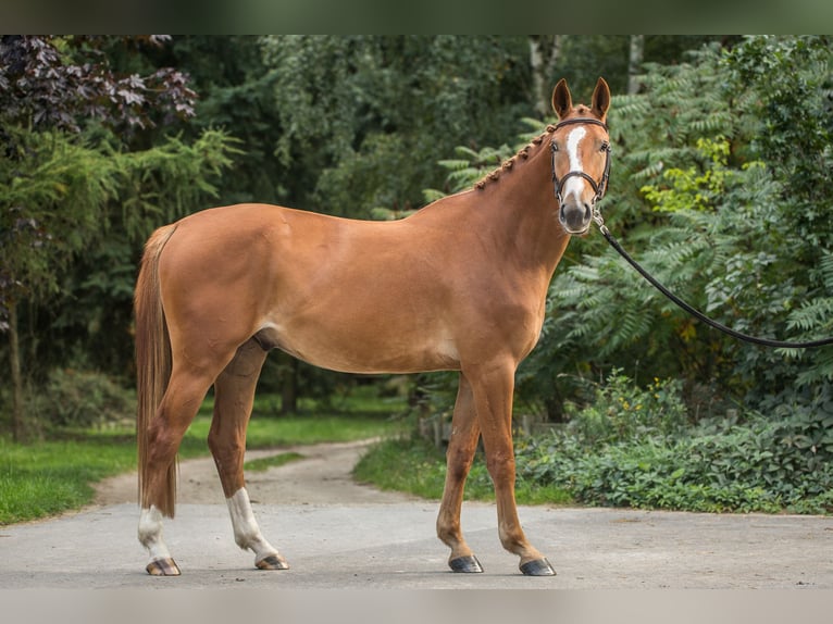 Zangersheider Gelding 6 years 16,1 hh Chestnut-Red in Zosinki