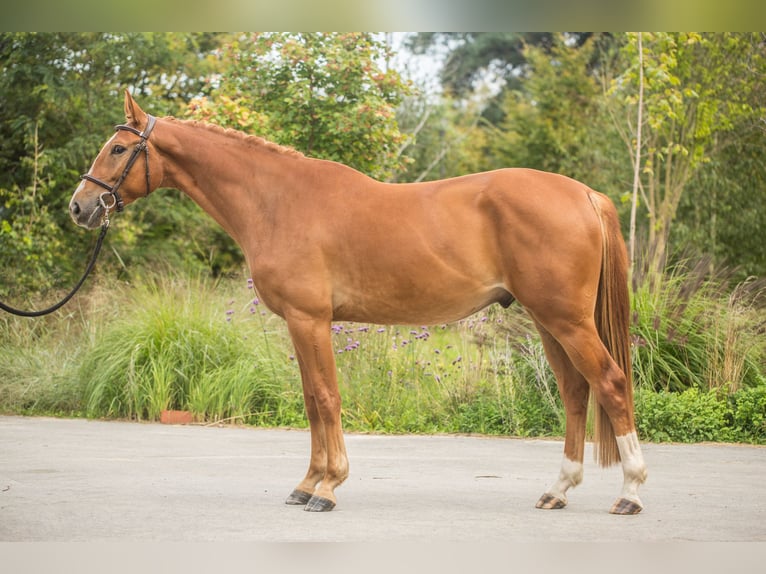 Zangersheider Gelding 6 years 16,1 hh Chestnut-Red in Zosinki