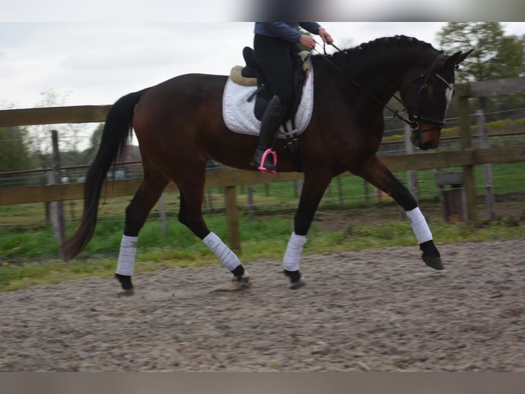 Zangersheider Gelding 6 years 16.2 hh Bay-Dark in Achtmaal