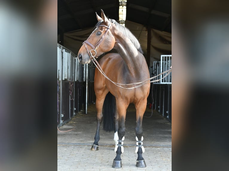 Zangersheider Gelding 6 years 16.2 hh Bay-Dark in Geilenkirchen