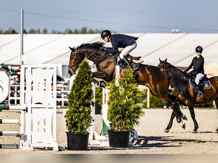 Zangersheider, Gelding, 6 years, 16.2 hh, Bay