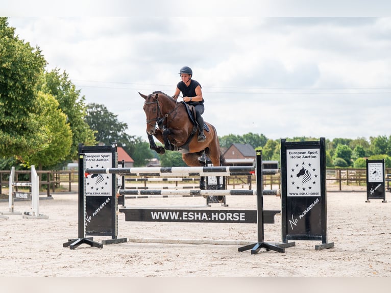 Zangersheider Gelding 6 years 16.2 hh Brown in Kaulille