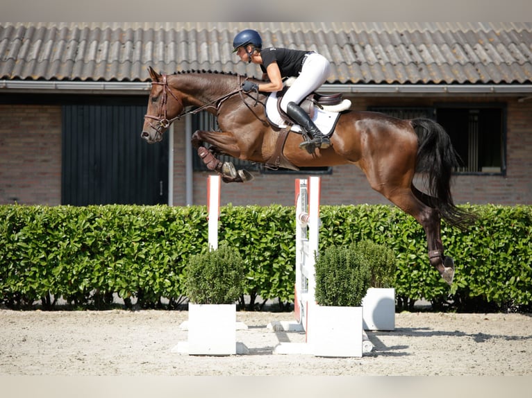 Zangersheider Gelding 6 years 16.2 hh Brown in Waddinxveen