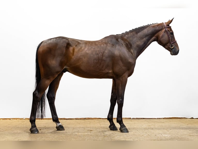 Zangersheider Gelding 6 years 16.2 hh Brown in Waddinxveen