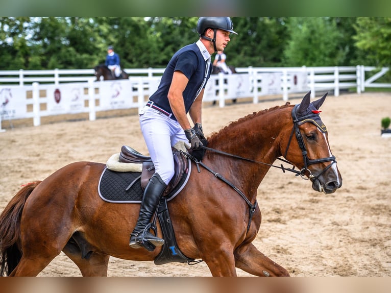 Zangersheider Gelding 6 years 16,2 hh Chestnut-Red in Houthulst