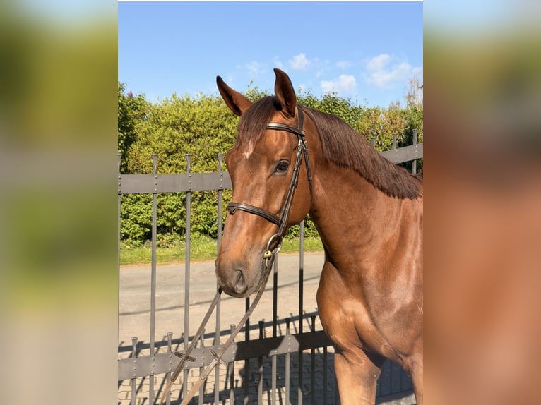 Zangersheider Gelding 6 years 16.2 hh Chestnut in Bergisch Gladbach