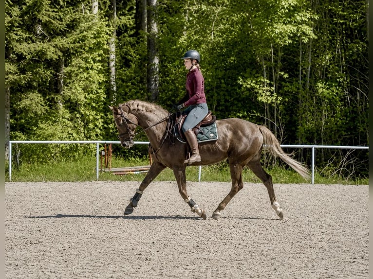 Zangersheider Gelding 6 years 16.2 hh Chestnut in Pelmberg
