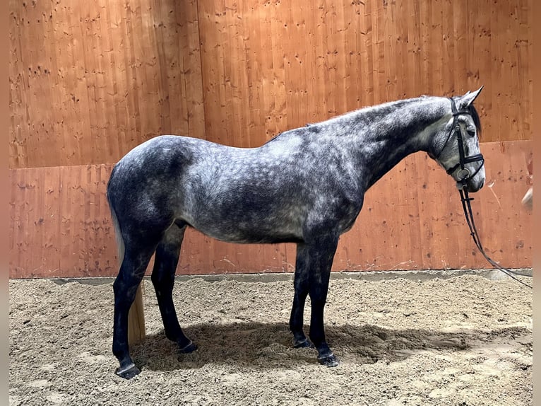 Zangersheider Gelding 6 years 16,2 hh Gray in Schömberg