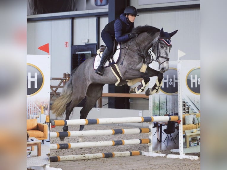 Zangersheider Gelding 6 years 16,2 hh Gray in Marmande