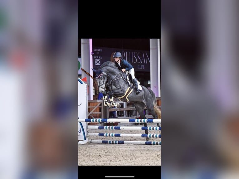 Zangersheider Gelding 6 years 16,2 hh Gray in Marmande