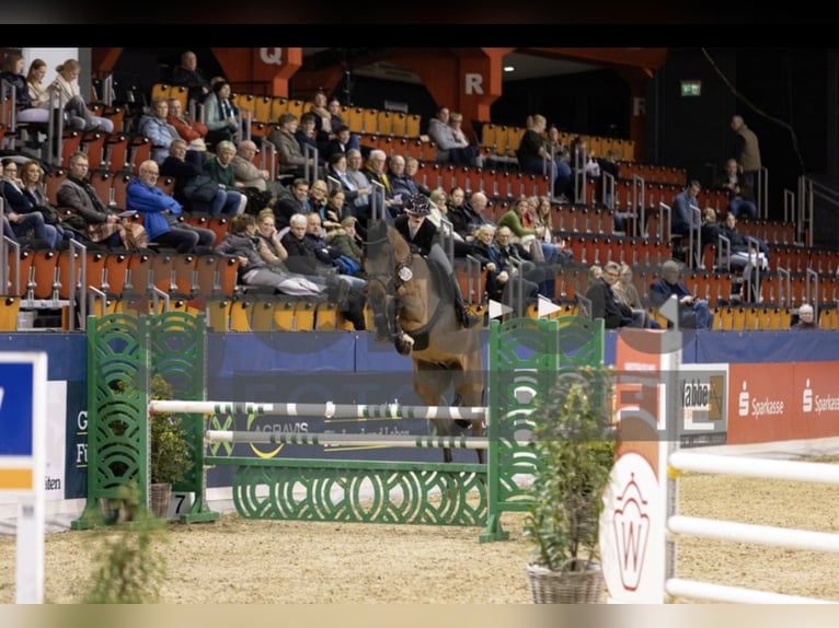 Zangersheider Gelding 6 years 16.3 hh Brown in Hasbergen