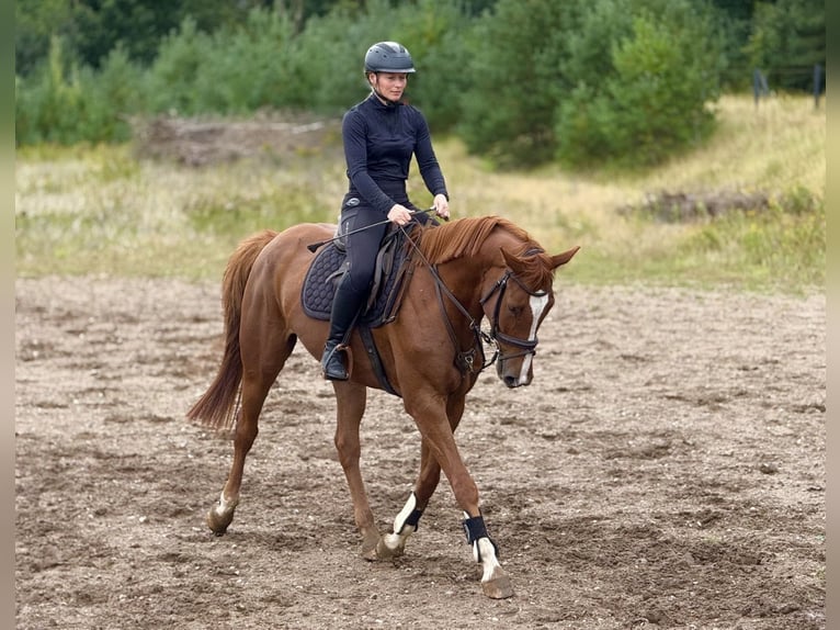 Zangersheider Gelding 6 years 16.3 hh Chestnut-Red in Grevesmühlen
