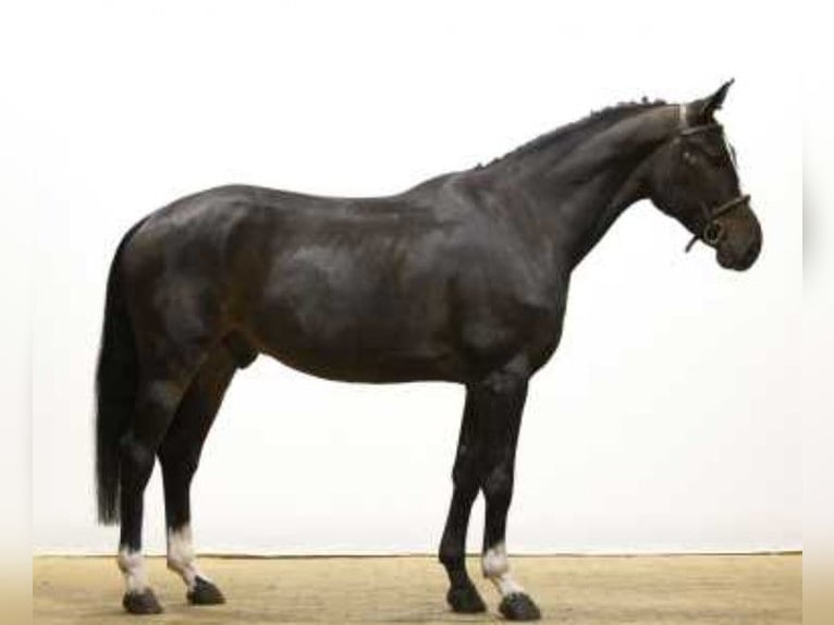Zangersheider Gelding 6 years 16 hh Bay-Dark in grez doiceau
