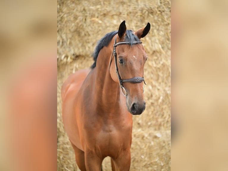 Zangersheider Gelding 6 years 16 hh Bay in Bladel