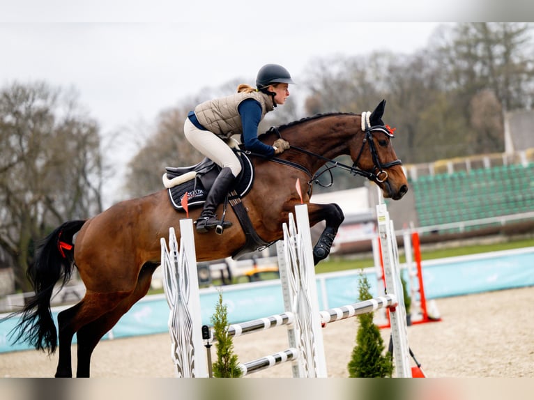 Zangersheider Gelding 6 years 16 hh Bay in Żyrardów