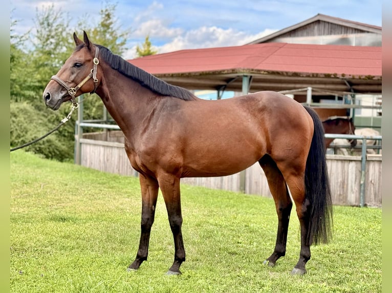 Zangersheider Gelding 6 years 16 hh Brown in Weisendorf