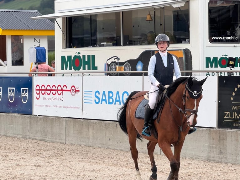 Zangersheider Gelding 6 years 16 hh Brown in Alosen