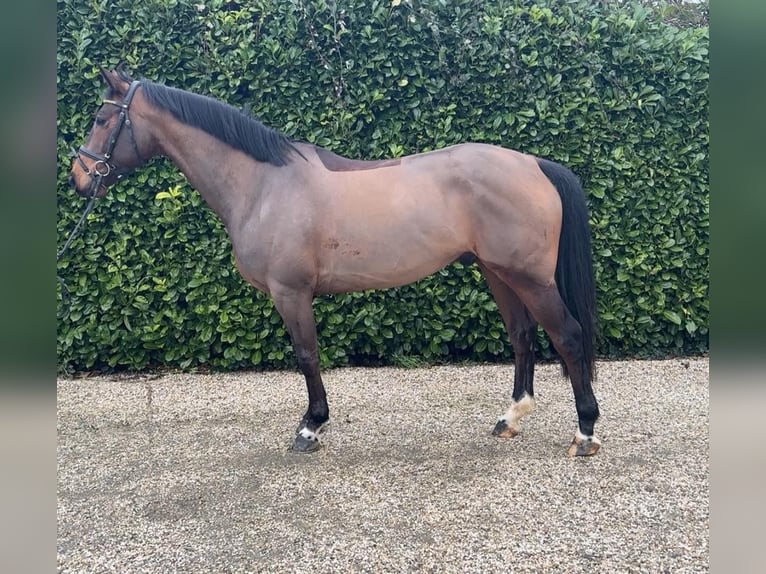 Zangersheider Gelding 6 years 16 hh Brown in Bocholtz