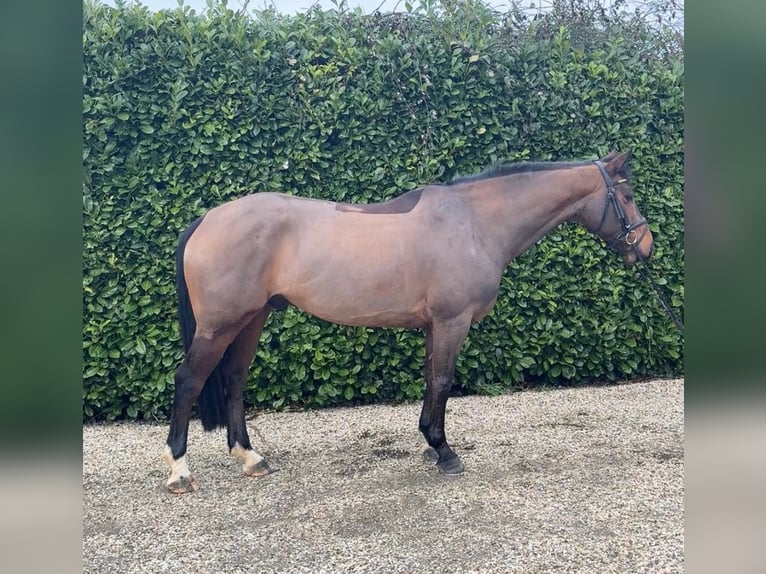 Zangersheider Gelding 6 years 16 hh Brown in Bocholtz