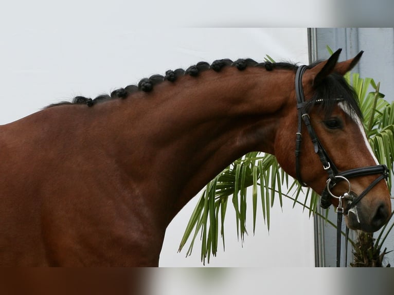 Zangersheider Gelding 6 years 16 hh Brown in Achern